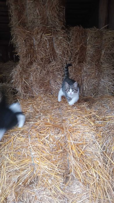 Солома в тюках цьогорічна