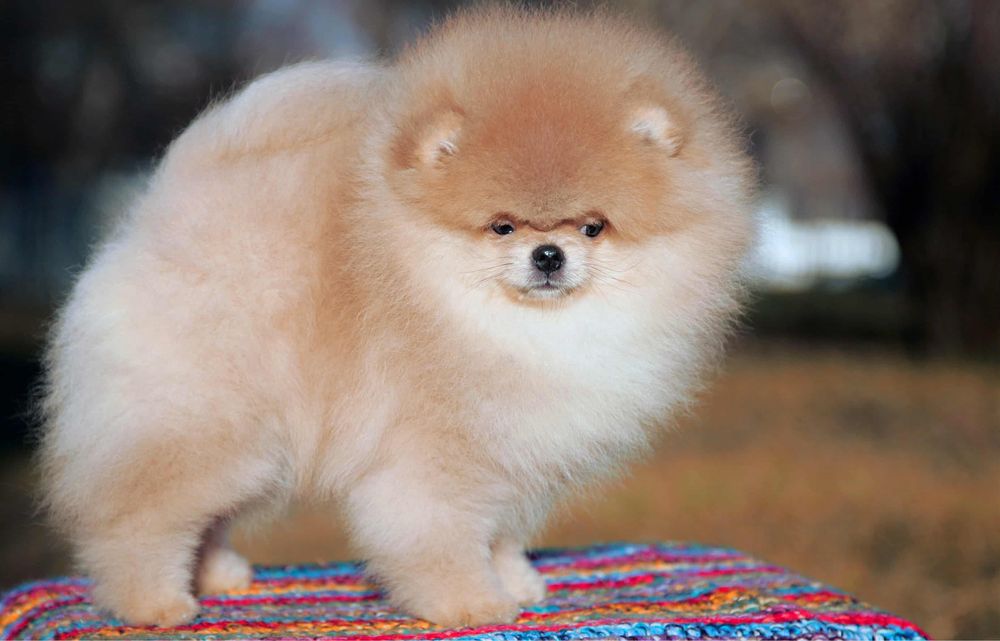 Ідеальний мішка. КСУ