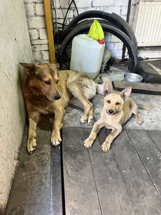 Шукаємо дім маленькому собаці.