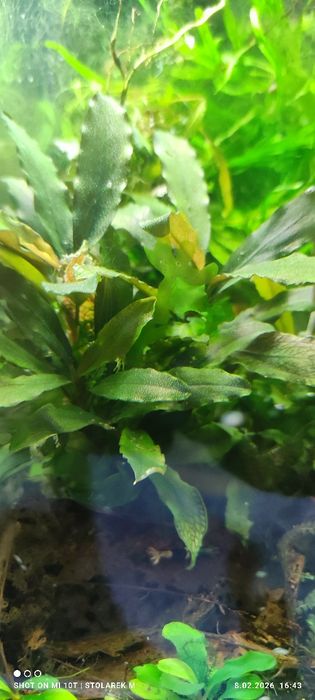 Zestaw roślin do akwarium  bez co2