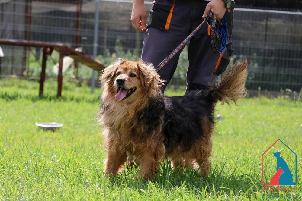 ŚLICZNY, ŁAGODNY, pogodny seniorek - uroczy Balto marzy o domku