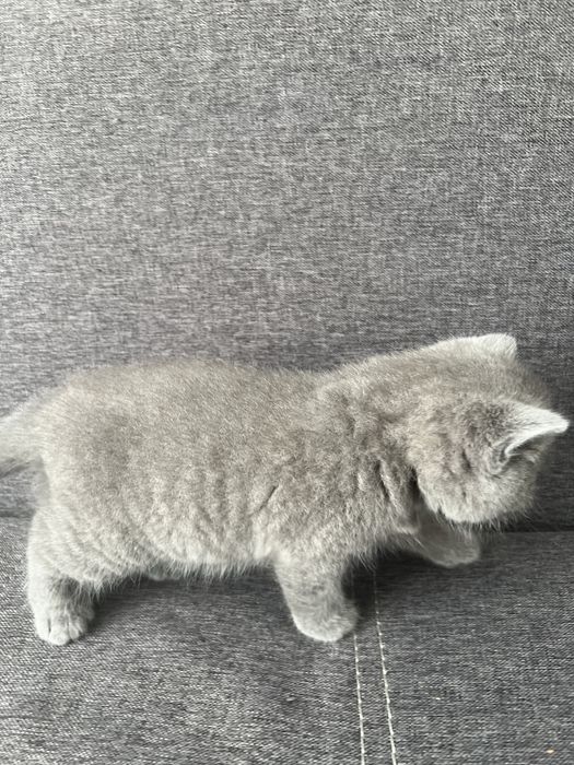 Чистокровний шотландець