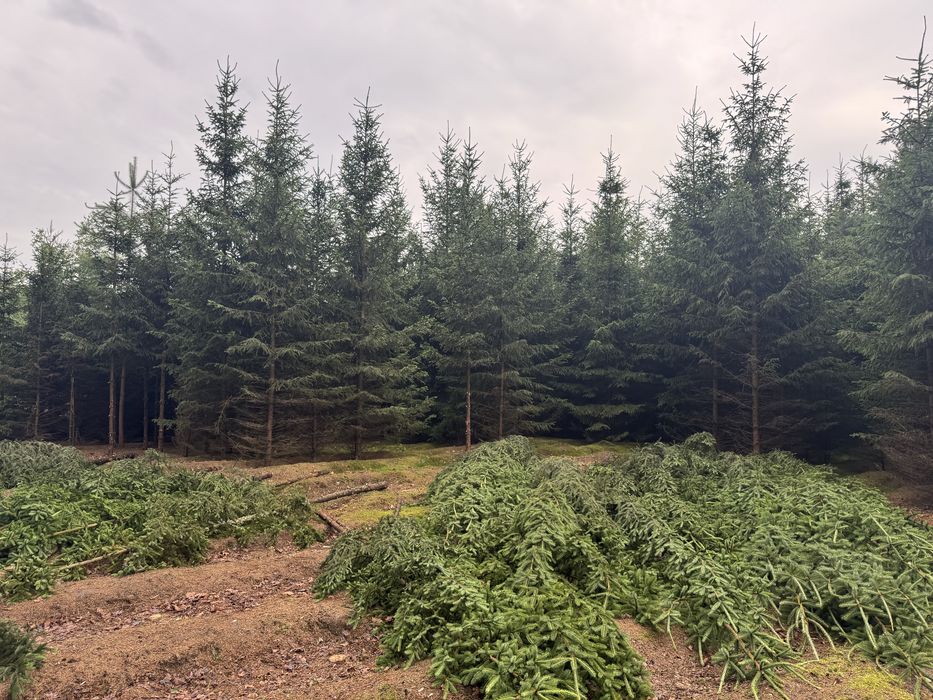 Oddam gałęzie na bio