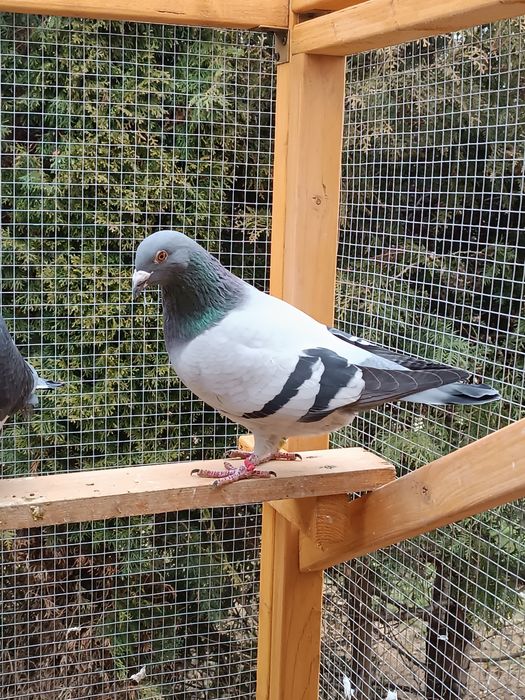 Gołębie pocztowe..