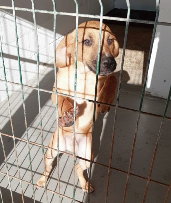 Cachorros lindos para adoção responsável