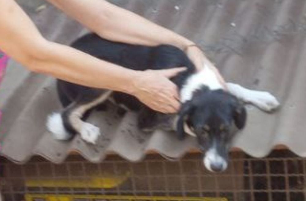 Отдам даром в добрые руки собачку