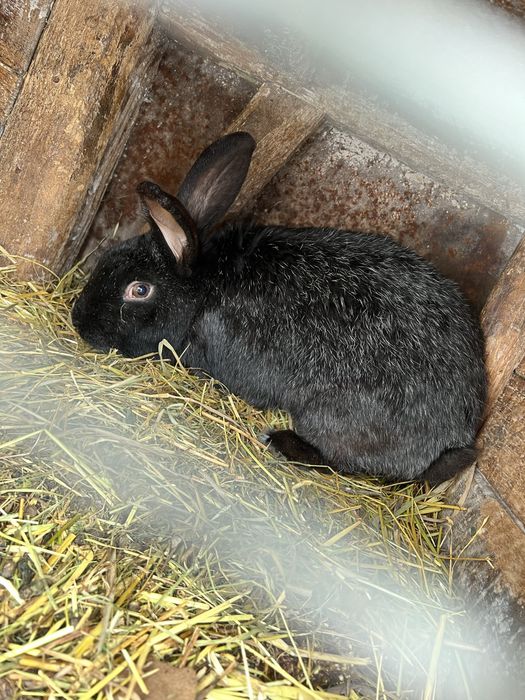 Полтавське срібло, Бургундія, голубий строкач