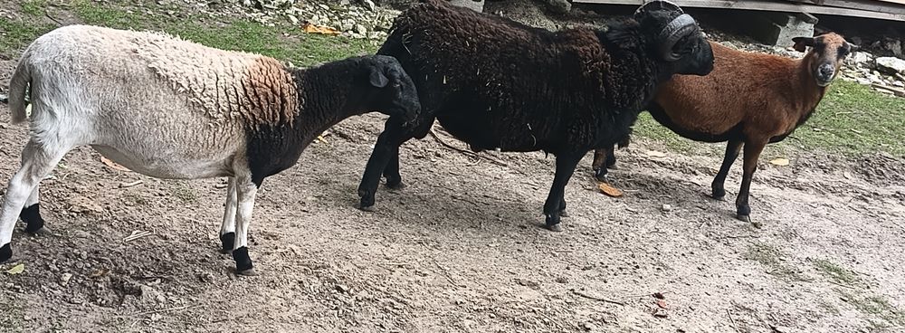 Owce kameruńskie i mieszańce Kameruńska × Dorper – 3 szt.