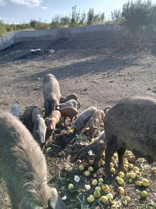 Продаються кабанчики, льошки. Мангалиця