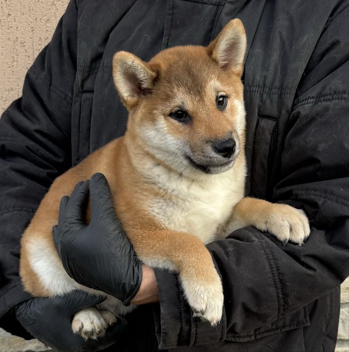 Чудо хлопчик шиба іну, сіба