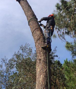 Corte  e abate de árvores em situação difícil.