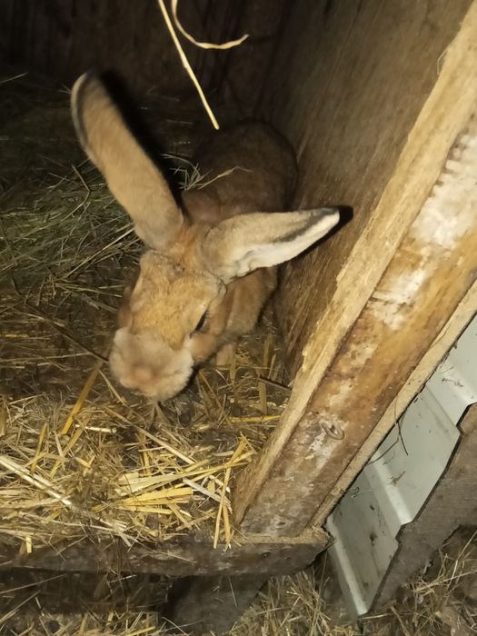Sprzedam króle samce i samica