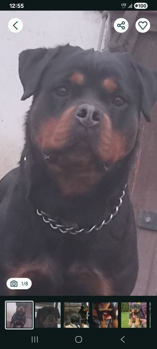 Rottweiler szczeniak