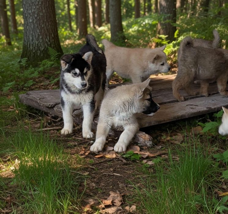 Американська акіта!