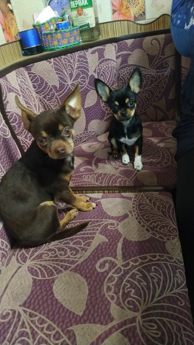 Ищем девушку для вязки