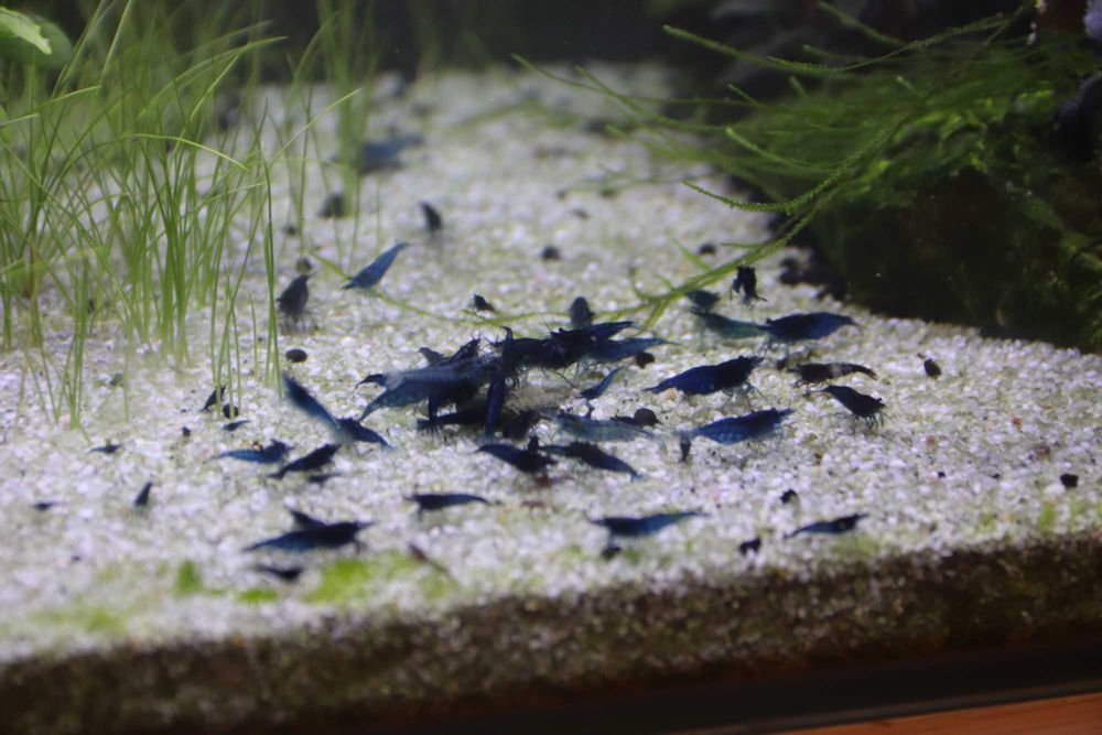 Neocaridina blue