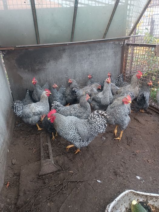 Амрокс молоді півні