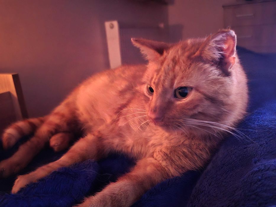 Rudy kocurek szuka swojego miejsca