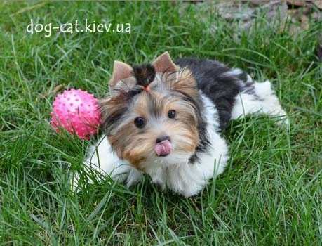 Чудесный шармовый щенок  бивер йорки малыш. Море энергии)