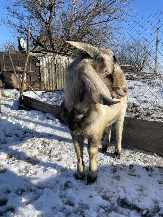 Продам молодого цапа