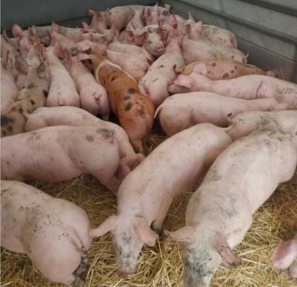 Поросята Свиня Свині