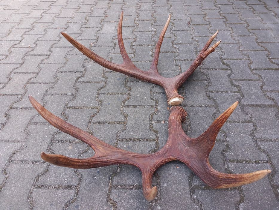 Łoś, Poroże, Rogi