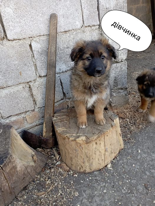 Цуценята у люблячі руки