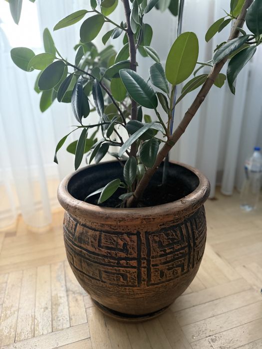 Вазонок кавове дерево