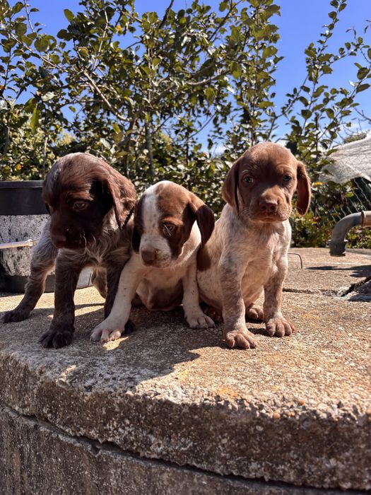 Cadela bebé para adocão (braco alemão/pointer)
