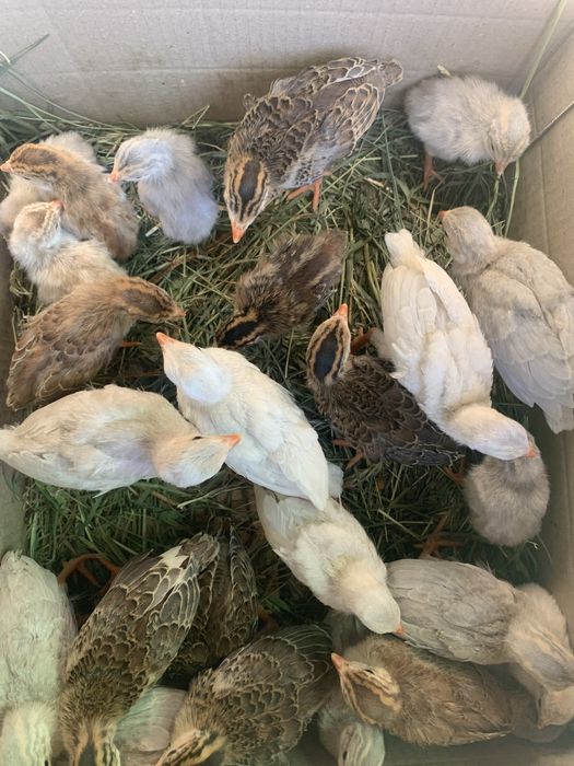 Цесарки, індики, каченята різного віку