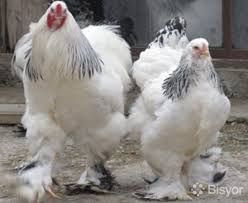 Емільчине! Кури несушки