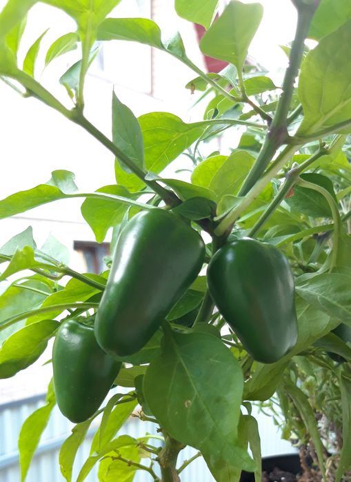 Халапеньйо халапеньо шоколадний хабанеро аджи лимон