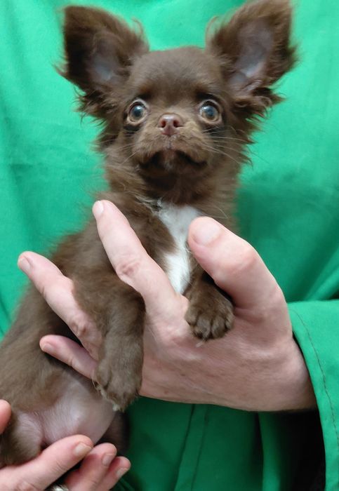 Дівчинка  документи  КСУ.