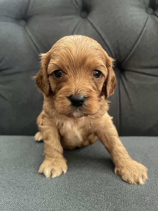 Cavapoo  rodzice przebadani