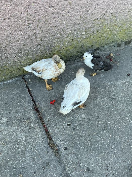 Call duck 3 sztuki para
