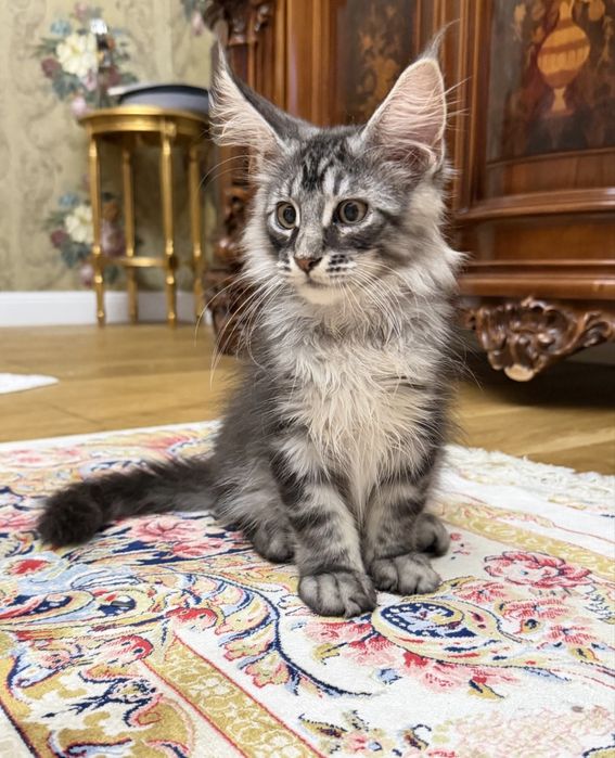 Мейн Кун- хлопчик  black silver tabby ns22