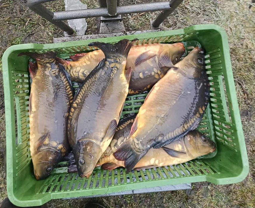 Żywy karp, świerze karpie na sprzedaż, ryby