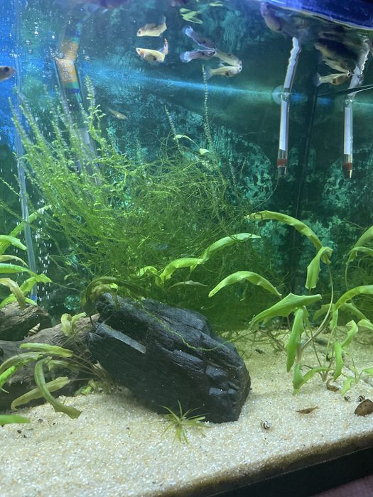 Aquario completo