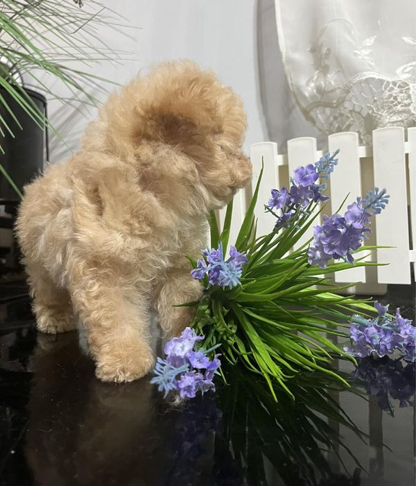 Іграшковий цуцик породи мальтіпу