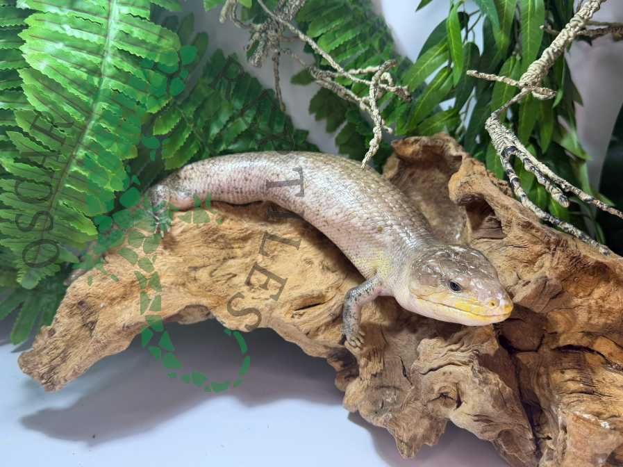 Scynk olbrzymi Scynki olbrzymie nie agama Warszawa