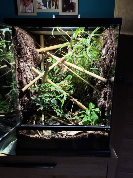 Exo terra terrarium, zbiornik gotowy do zamieszkania