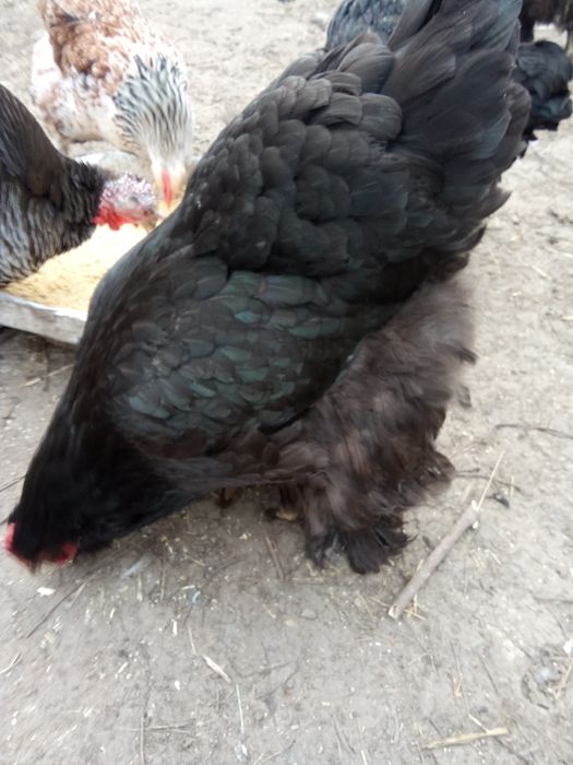 Продам інкубаційні яйця курей породи брама Вінницька область