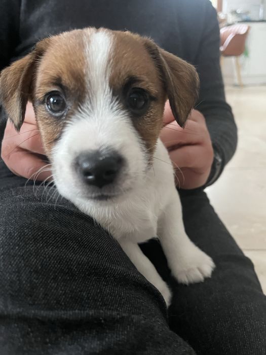 Jack russell terier