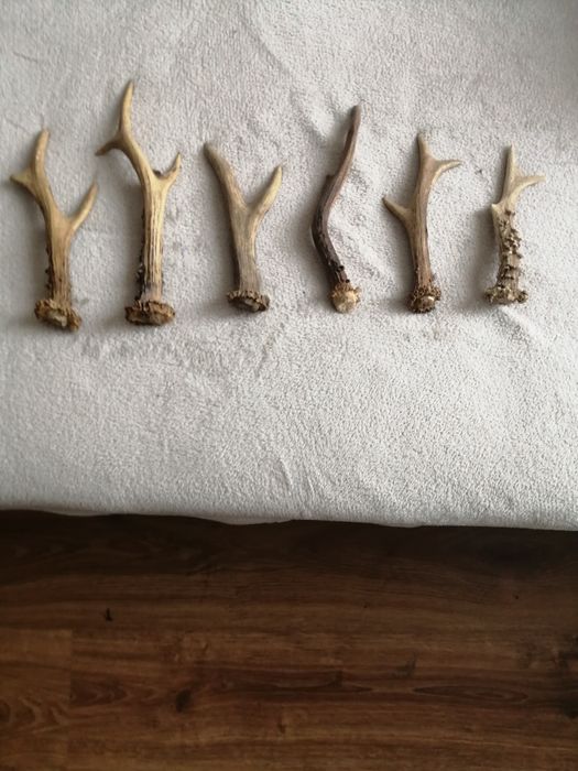 Sprzedam parostki kozła sarny