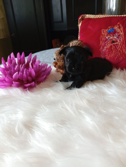 Mini suczka Black Yorkshire terrier ok.1.20kg.nie biewer.