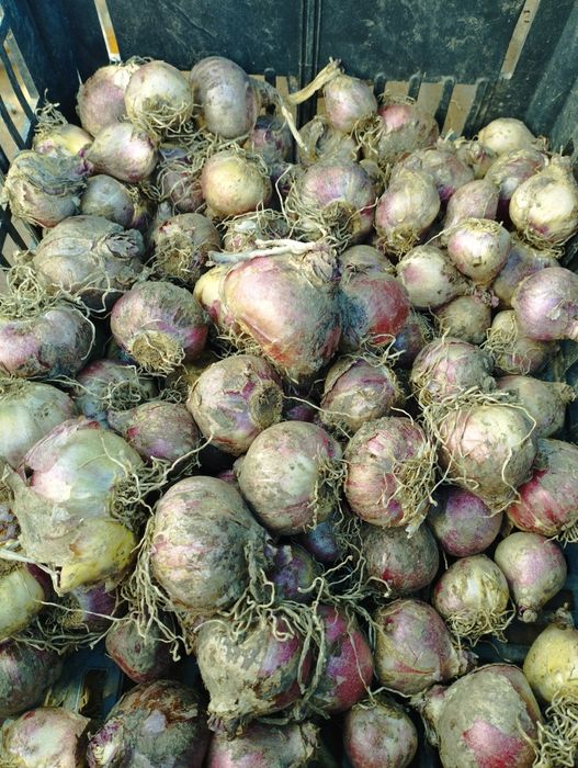 Геоцинт. Цибулини