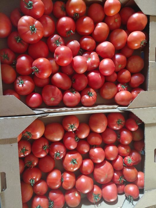 Продам домашні помідори 80грн