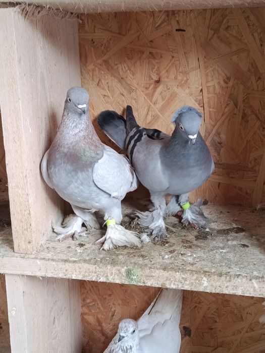 Gołębie ozdobne siweczki