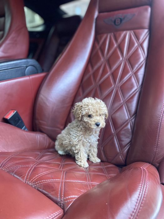 Мальтипу  vip якості