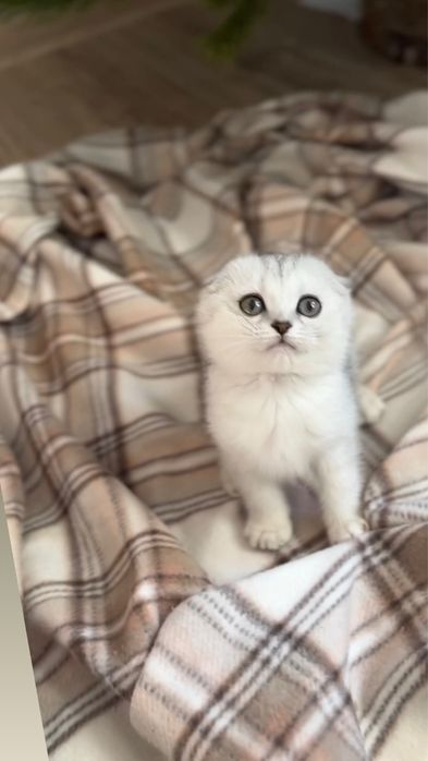 Чистокровна шотландка киця срібляста срібна киця вис од